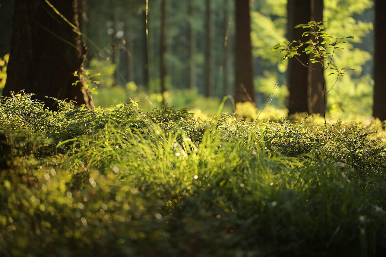 Lush green native forest bathed in soft light — the New Zealand environment Fairweb works to protect by building lower-footprint websites